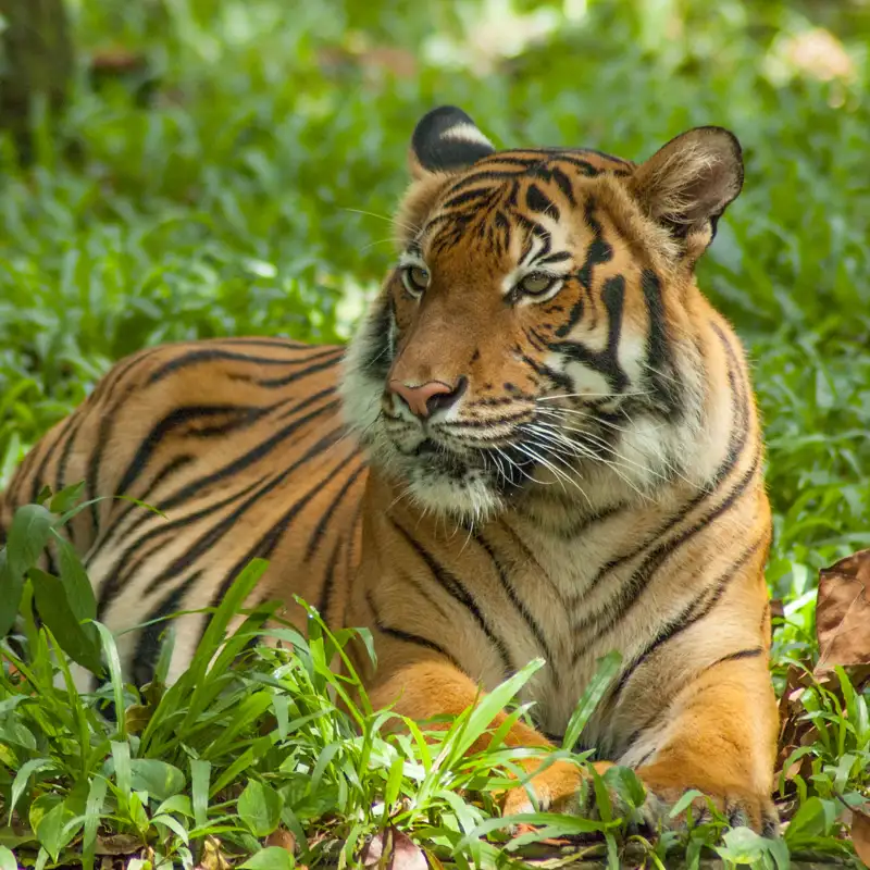 Decenas de tigres mueren en Vietnam por un posible brote de gripe aviar