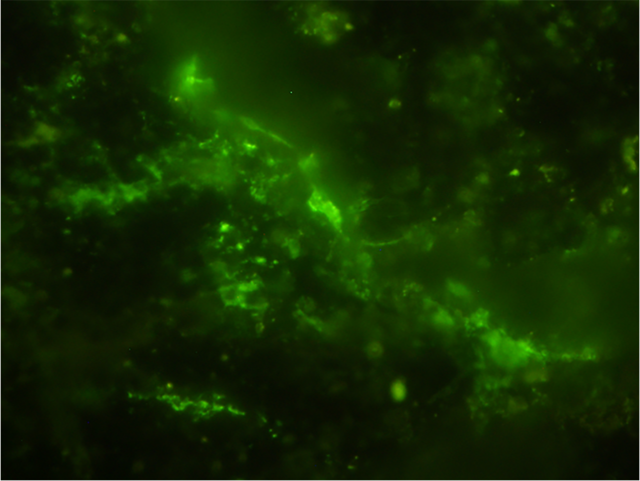 Una roca de 2.000 millones de años alberga microbios vivos