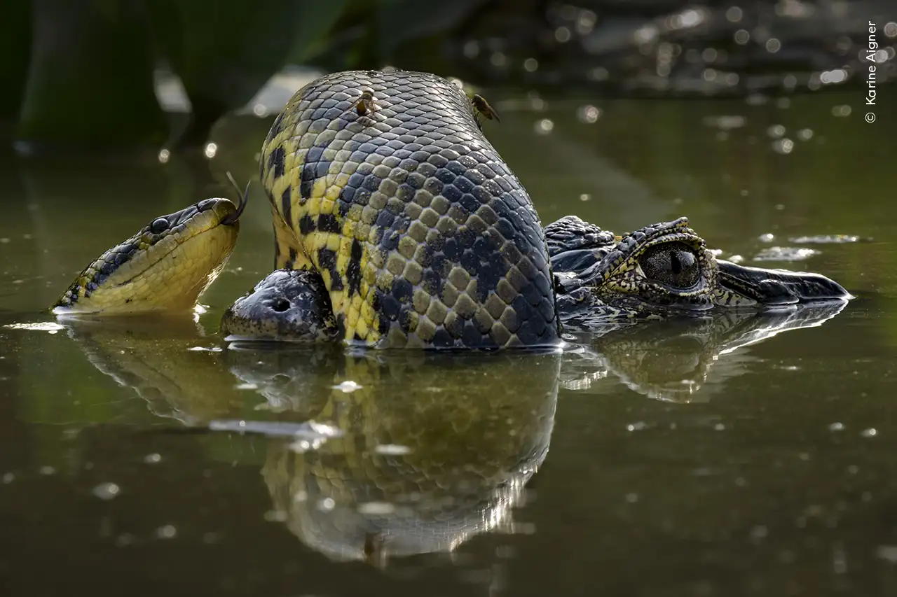 Wetland Wrestle