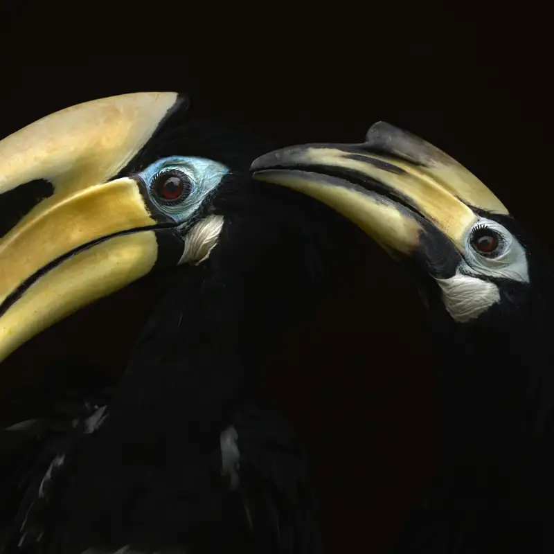 Antonio Liébana Wildlife Photographer of the Year
