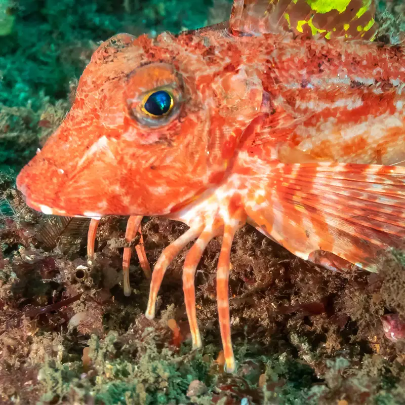 Así son los extraños peces con alas de ave y patas de cangrejo