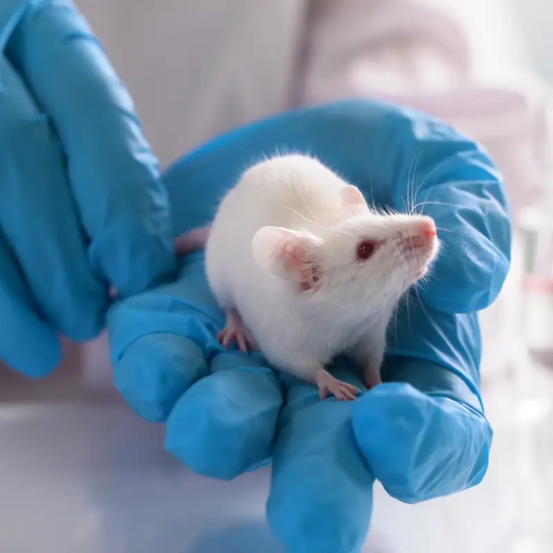 Los ratones de laboratorio acumulan 40 premios Nobel en Fisiología o Medicina