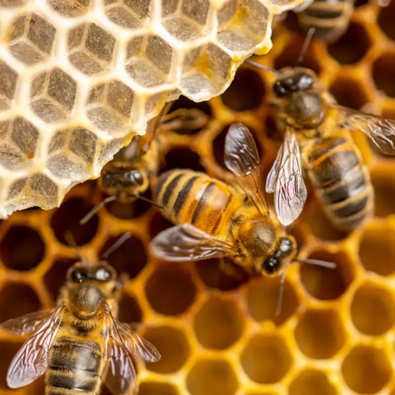 No, la abeja europea no está en peligro de extinción