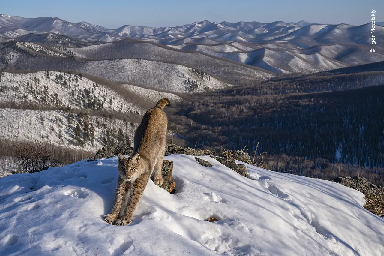 frontier-of-the-lynx_f43b7e14_241014135335_1280x853.webp