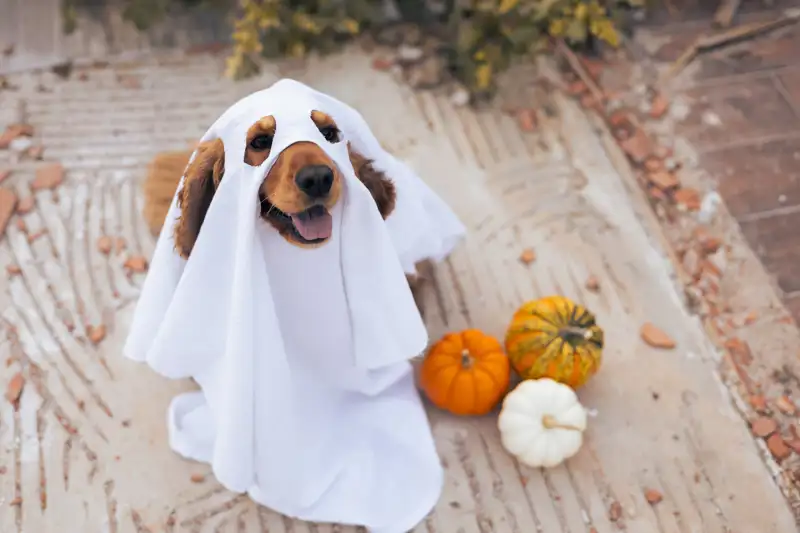 No, disfrazar a tu perro por Halloween no es una buena idea