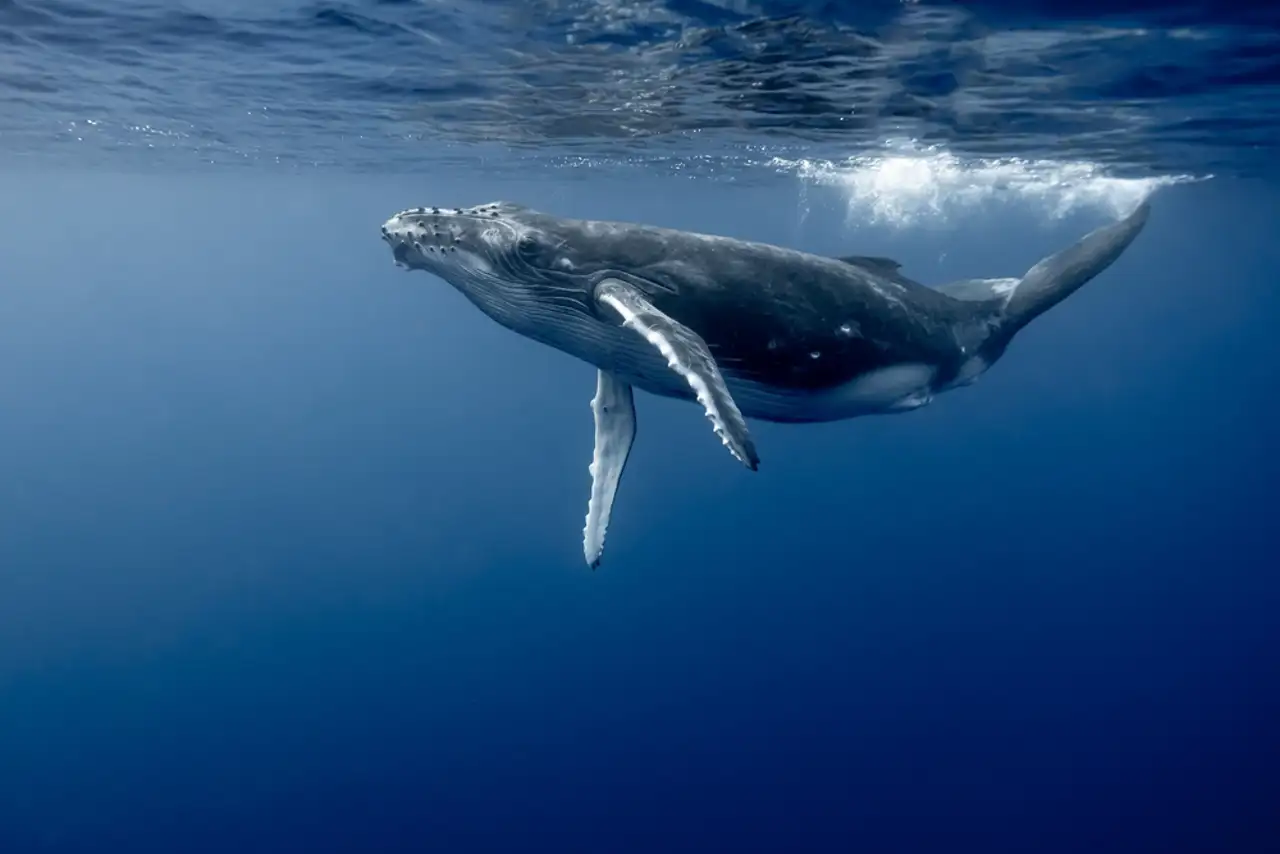 Ballena jorobada en aguas abiertas