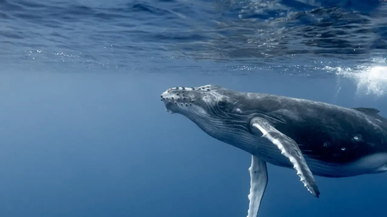 ¿Podemos hablar con las ballenas? No es tan descabellado como parece 