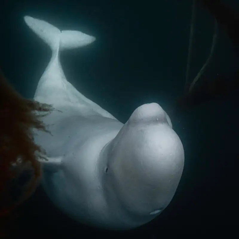 Beluga espía Hvaldimir