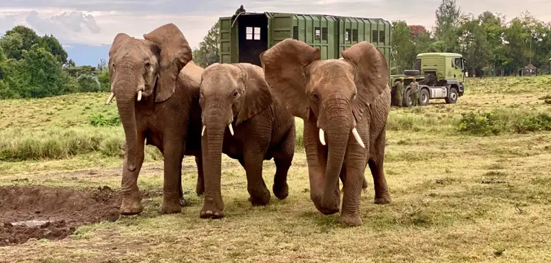 Kenya Wildlife Service
