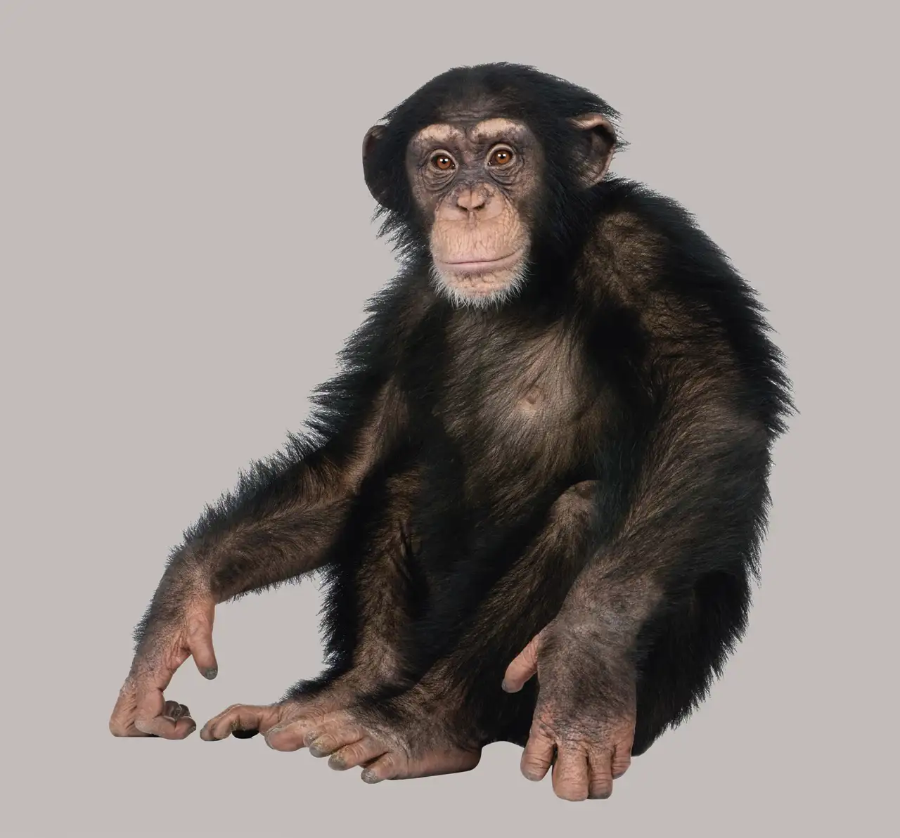 Chimpancé adulto