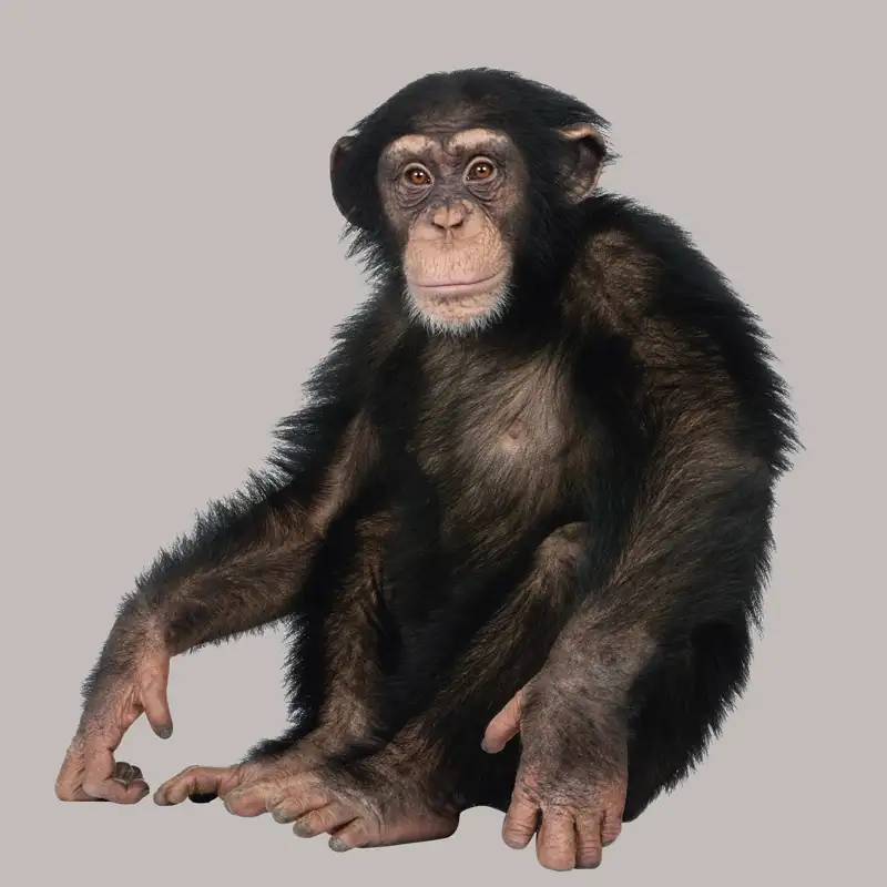 El genoma de los primates: la clave definitiva para estudiar la evolución humana