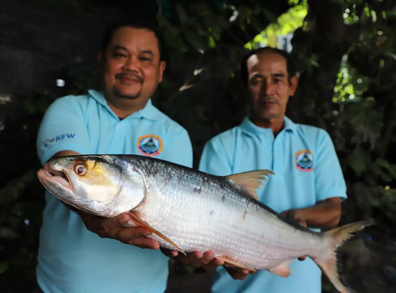 giant salmon carp