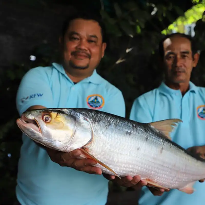 Giro inesperado: el pez gigante del Mekong no estaba extinto, pero es muy esquivo