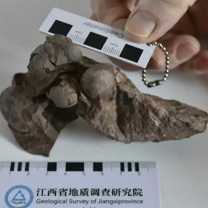 Descubren en China el huevo de dinosaurio más pequeño del mundo (¡y está intacto!)