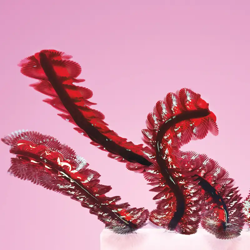 Las acrobacias aéreas de los insectos