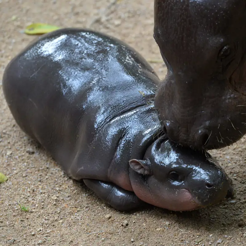 Esta es la razón científica por la cual los animales bebés se vuelven virales