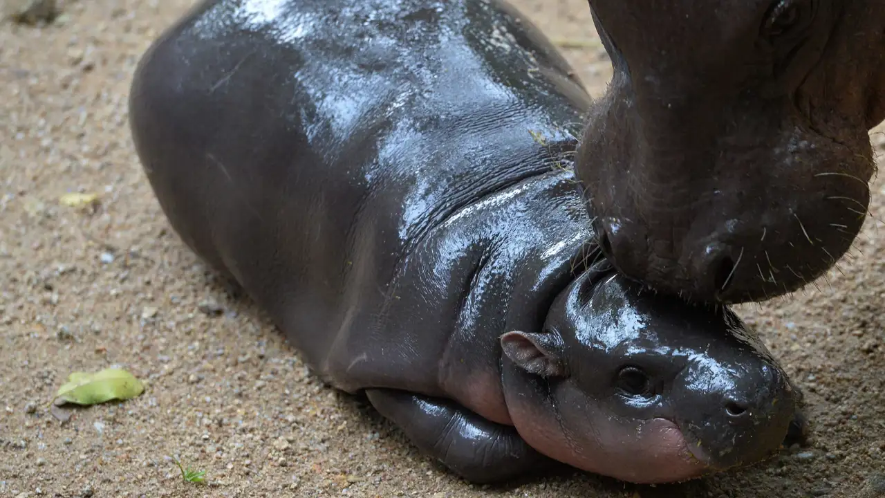 Esta es la razón científica por la cual los animales bebés se vuelven virales