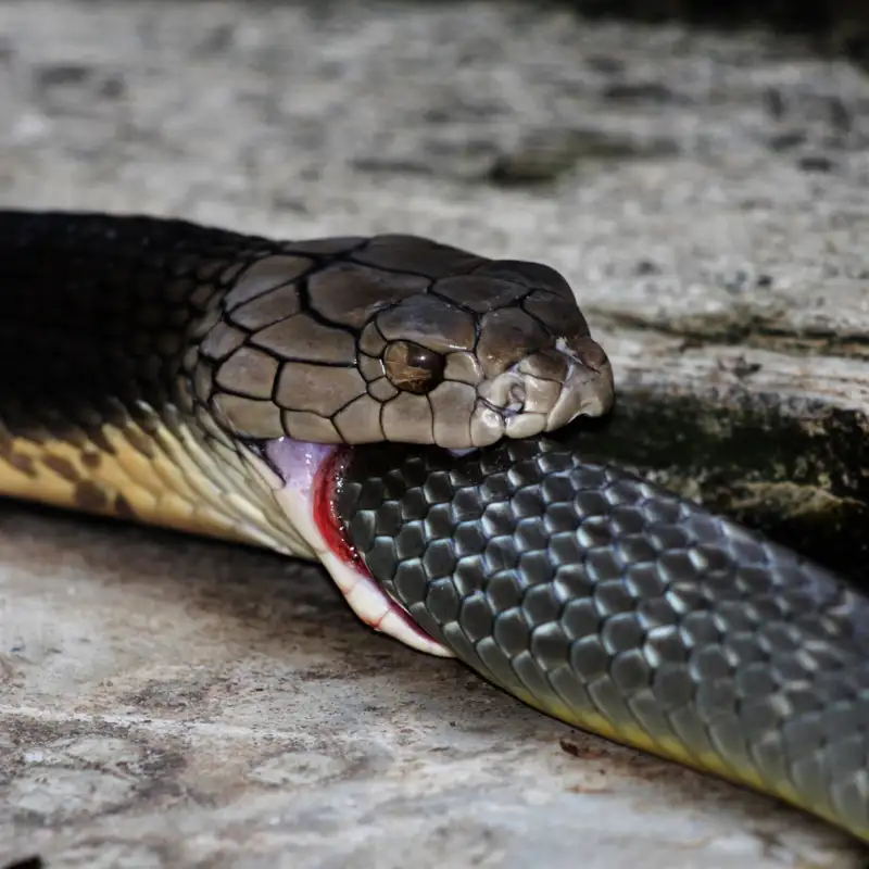 Ofiofagia, o por qué algunas serpientes se comen a otras