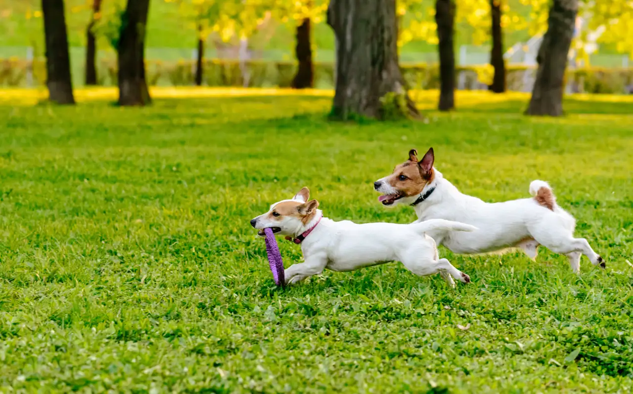 Perros jugando (iStock, alexei tm)