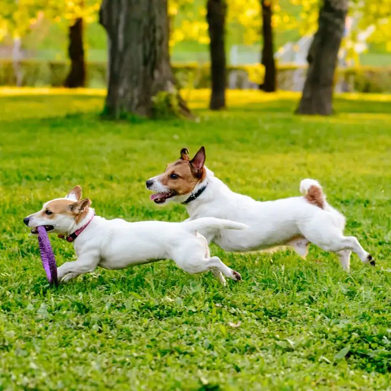 ¿Una nueva domesticación? Así está cambiando el carácter de los perros con la vida moderna