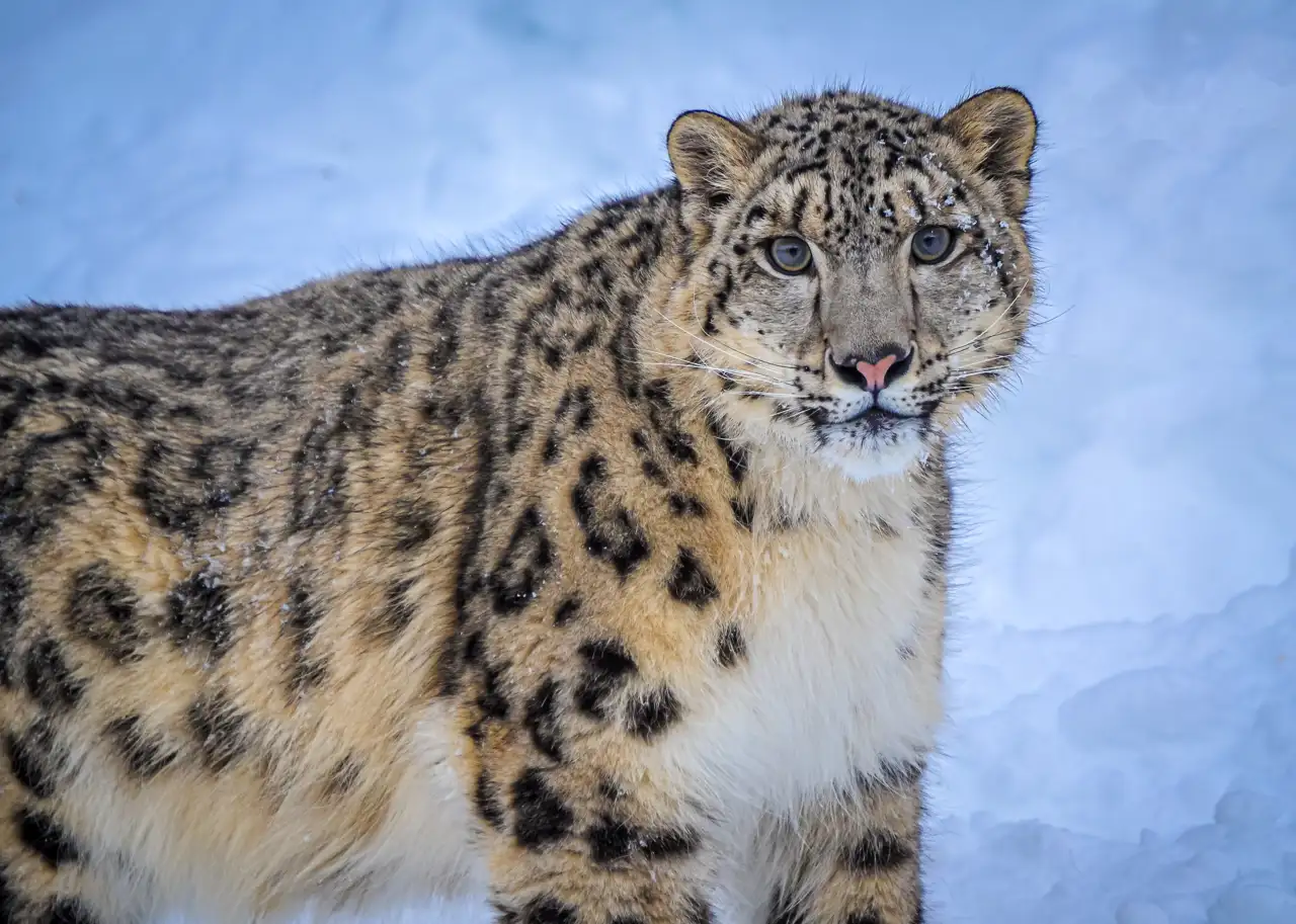 Leopardo de las nieves