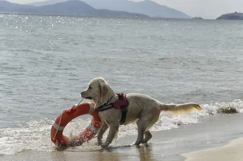 Perro de rescate (iStock, Lineas 1703)