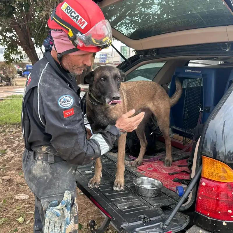 Cómo se entrenan los perros de rescate y por qué no hay suficientes para catástrofes como la DANA