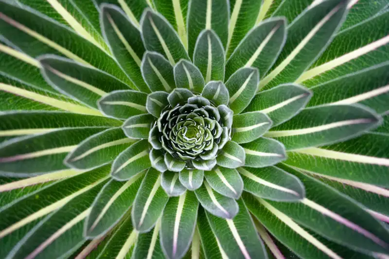 Lobelia gigante