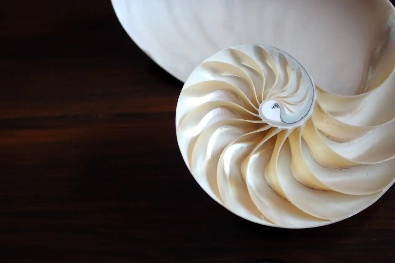 Nautilus