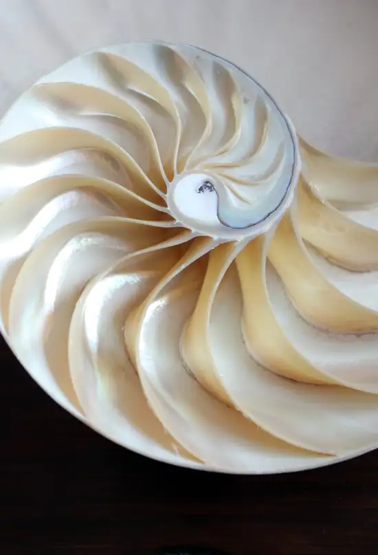 La matemática logra dar explicación a los mosaicos perfectos de la naturaleza