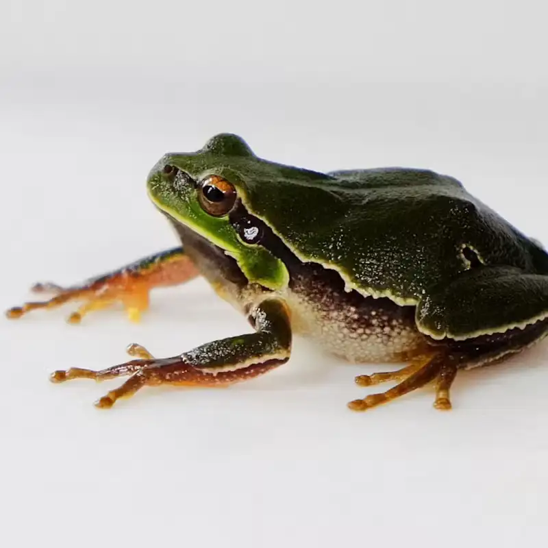 Las ranas de Chernóbil envejecen bien