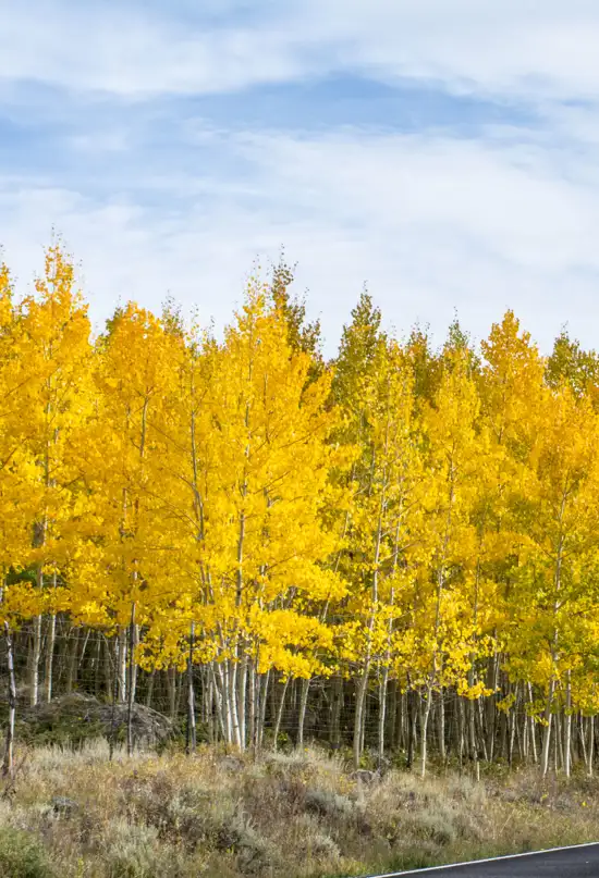 ¿Cuál es el ser vivo más antiguo de la Tierra? La ciencia tiene la respuesta