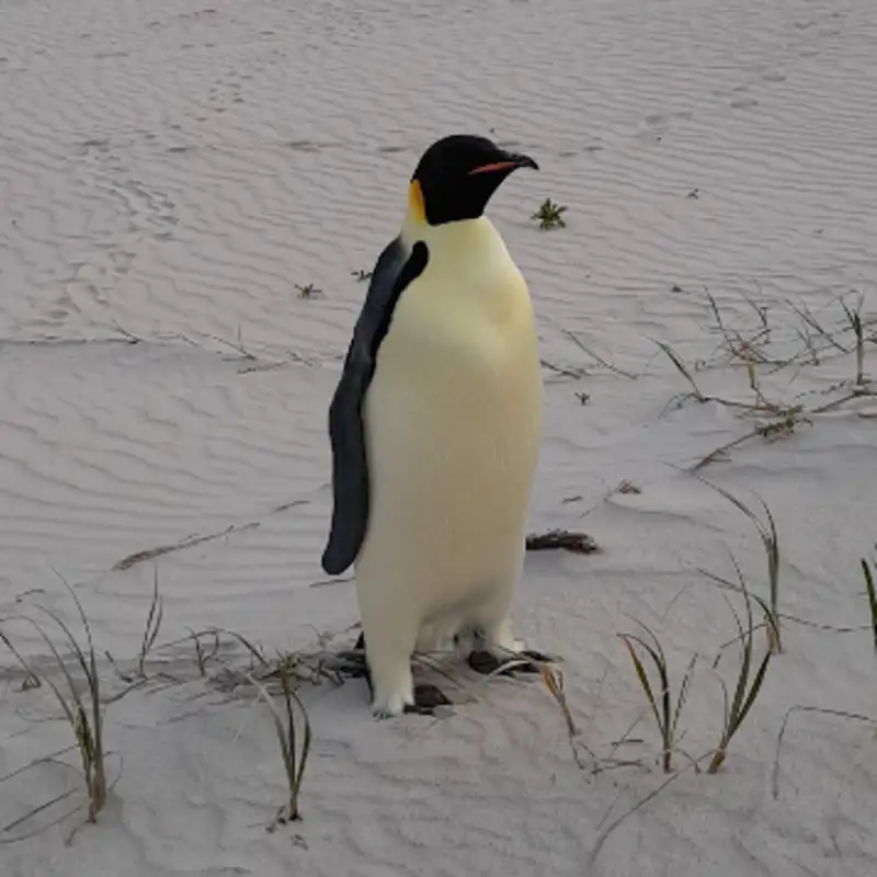 De la Antártida a Australia: la historia del pingüino viajero que nadó más de 3.000 kilómetros
