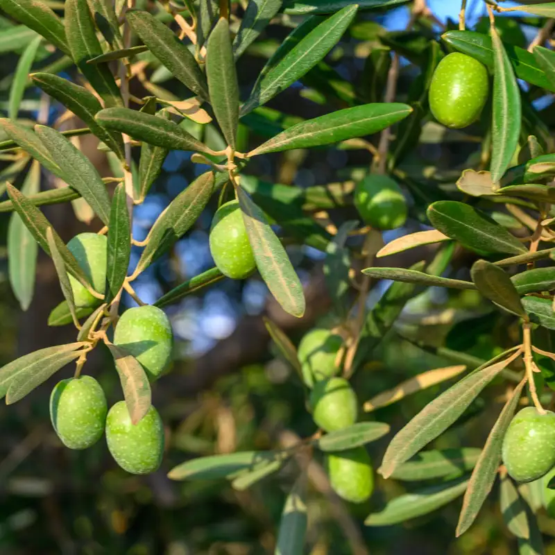 Por qué la dieta mediterránea ha llegado a ser Patrimonio Cultural de la Humanidad