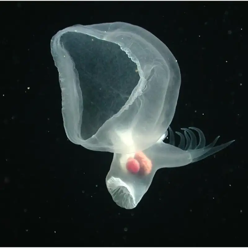 Descubren un animal nunca visto que brilla en las profundidades del océano