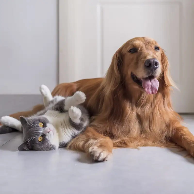 ¿Los perros se apegan a las personas y los gatos a la casa? Esto dice la ciencia