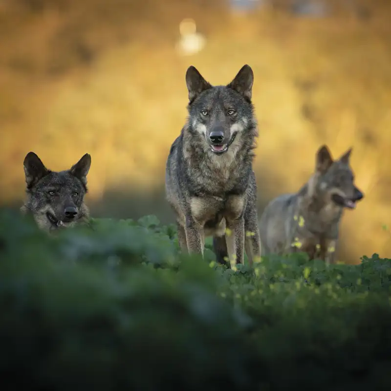 El hallazgo de un lobo de 44.000 años de antigüedad bajo el permafrost ...