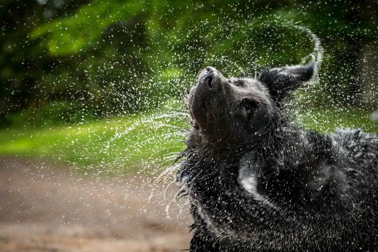 Perros mojados (iStock, Keenai Photography)   copia