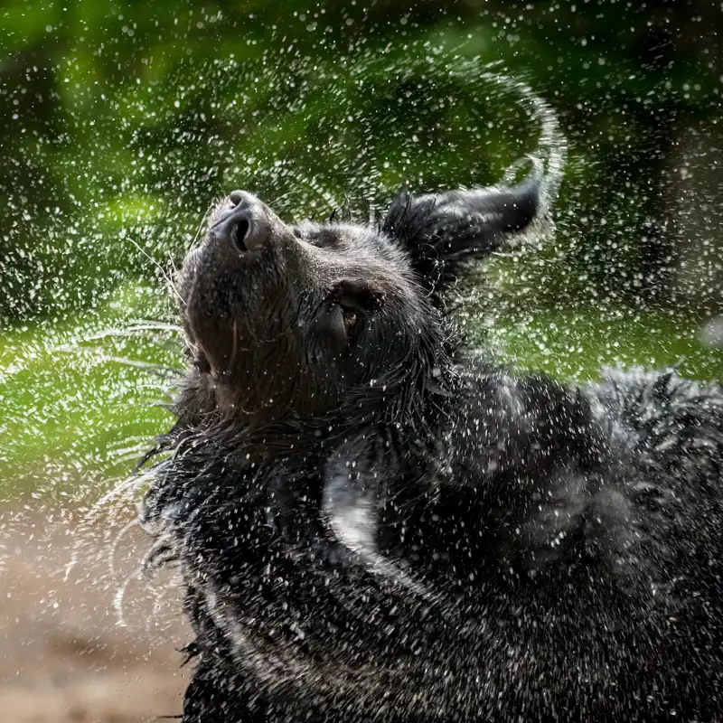 El reflejo de los perros de sacudirse el agua es una maravilla de la evolución y te explicamos por qué