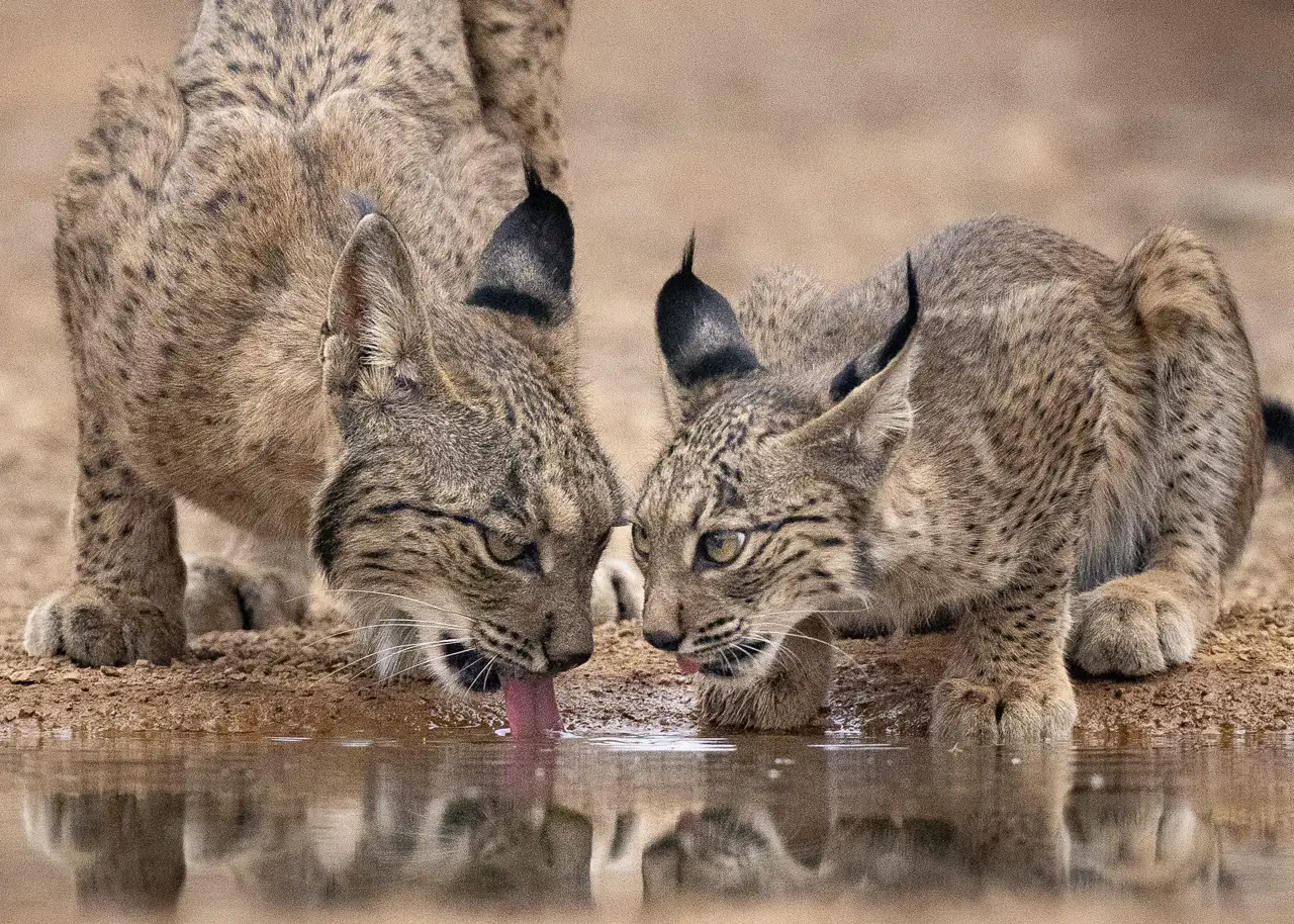 sn-licking-lynx_f3546d04_08_241116124657_1280x914.webp