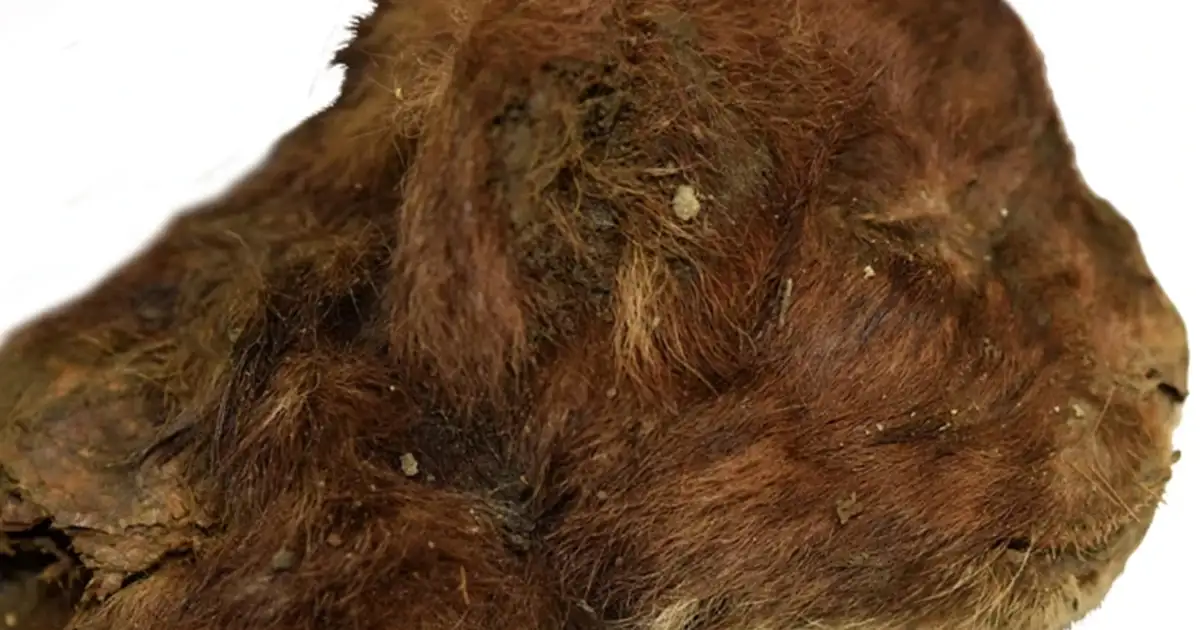 35,000-year-old saber-tooth calf found with intact head