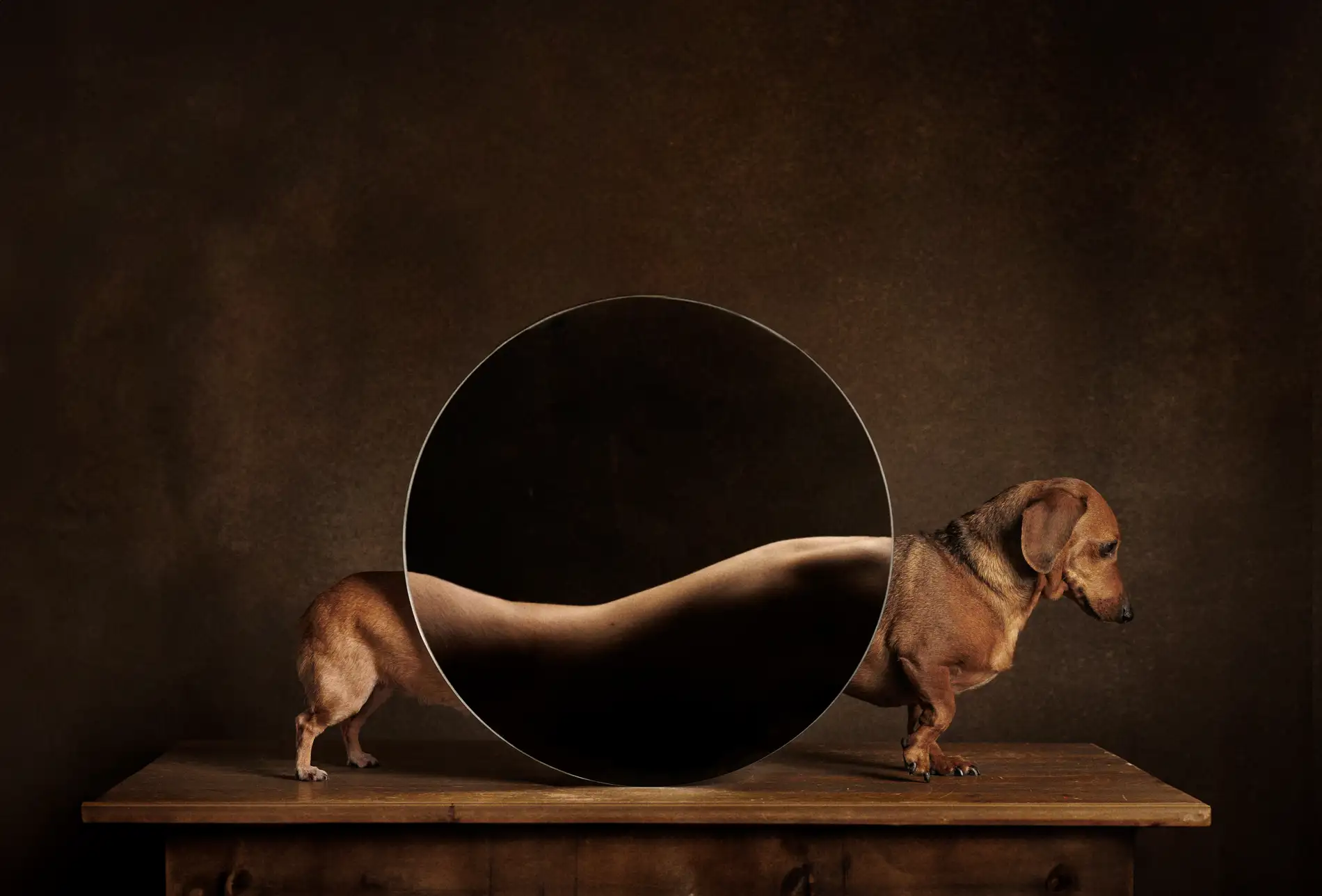metamorfosis canina