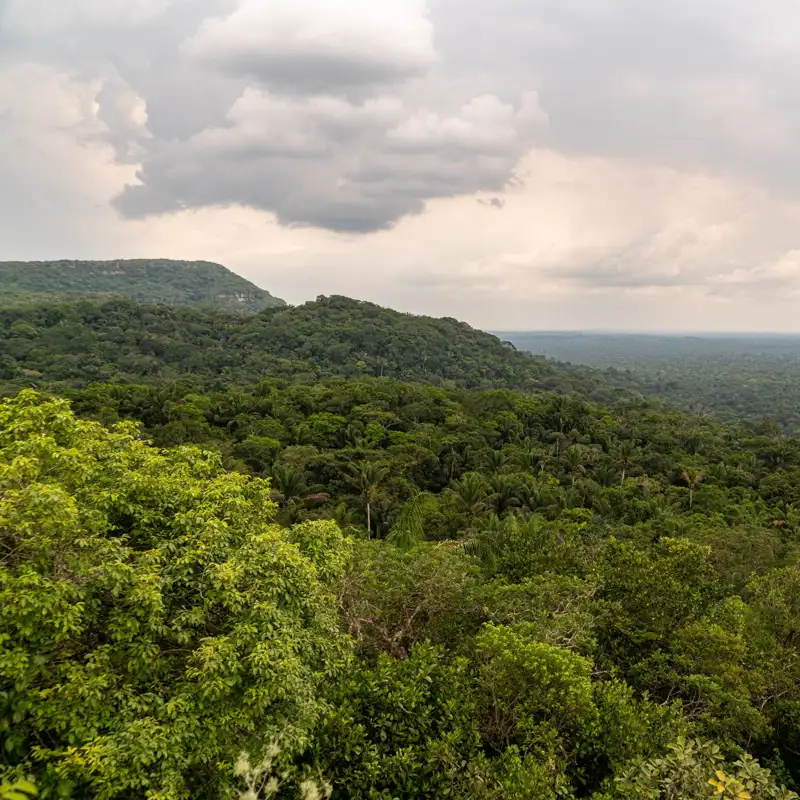 'Los niños perdidos': ¿Cómo sobrevivieron 4 niños solos en la selva durante 40 días?