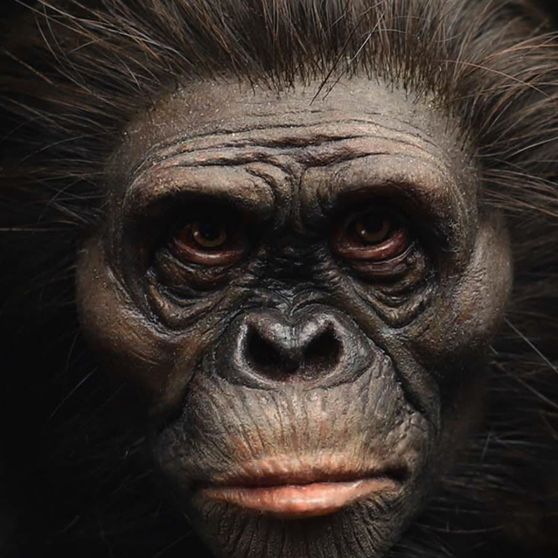 Las mil caras de Lucy, la mujer que reescribió la historia de la humanidad