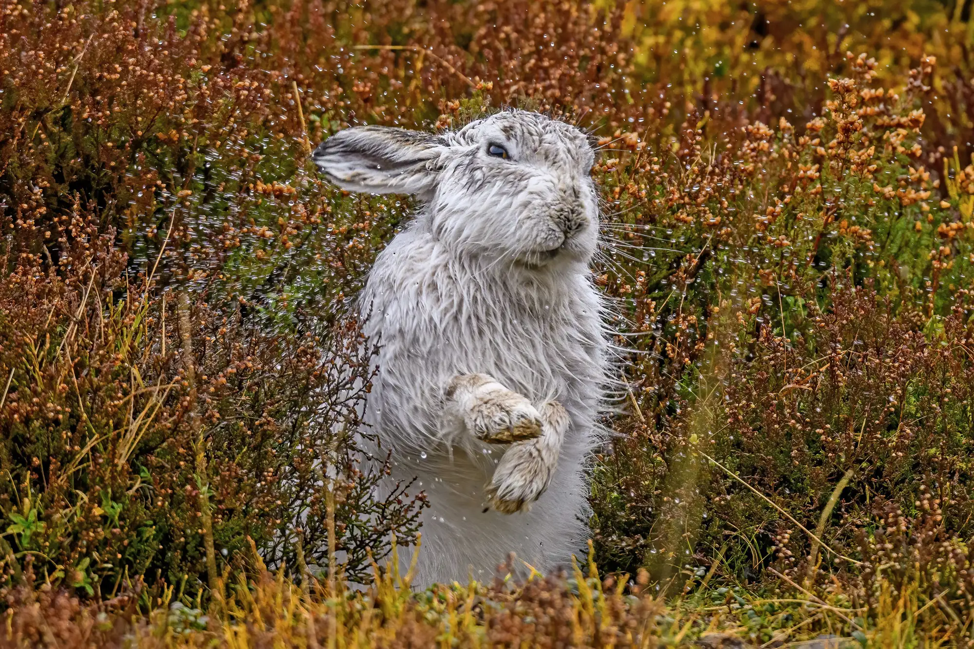 SN SOGGY HARE 03