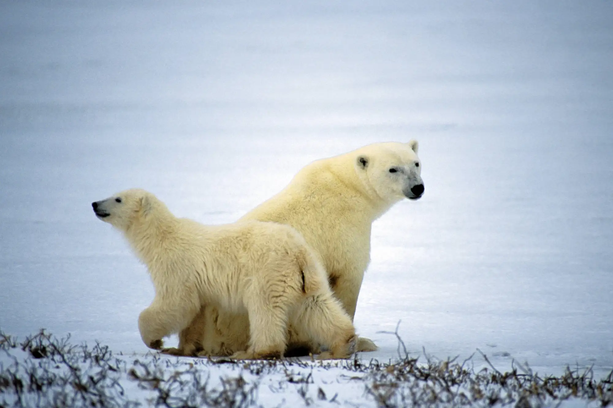 Ursus maritimus
