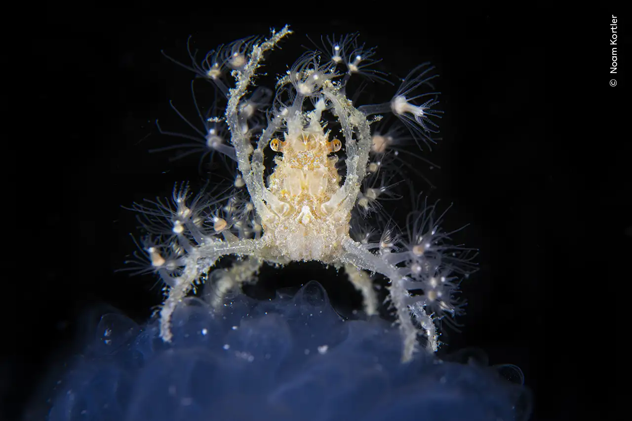 © Noam Kortler, Wildlife Photographer of the Year