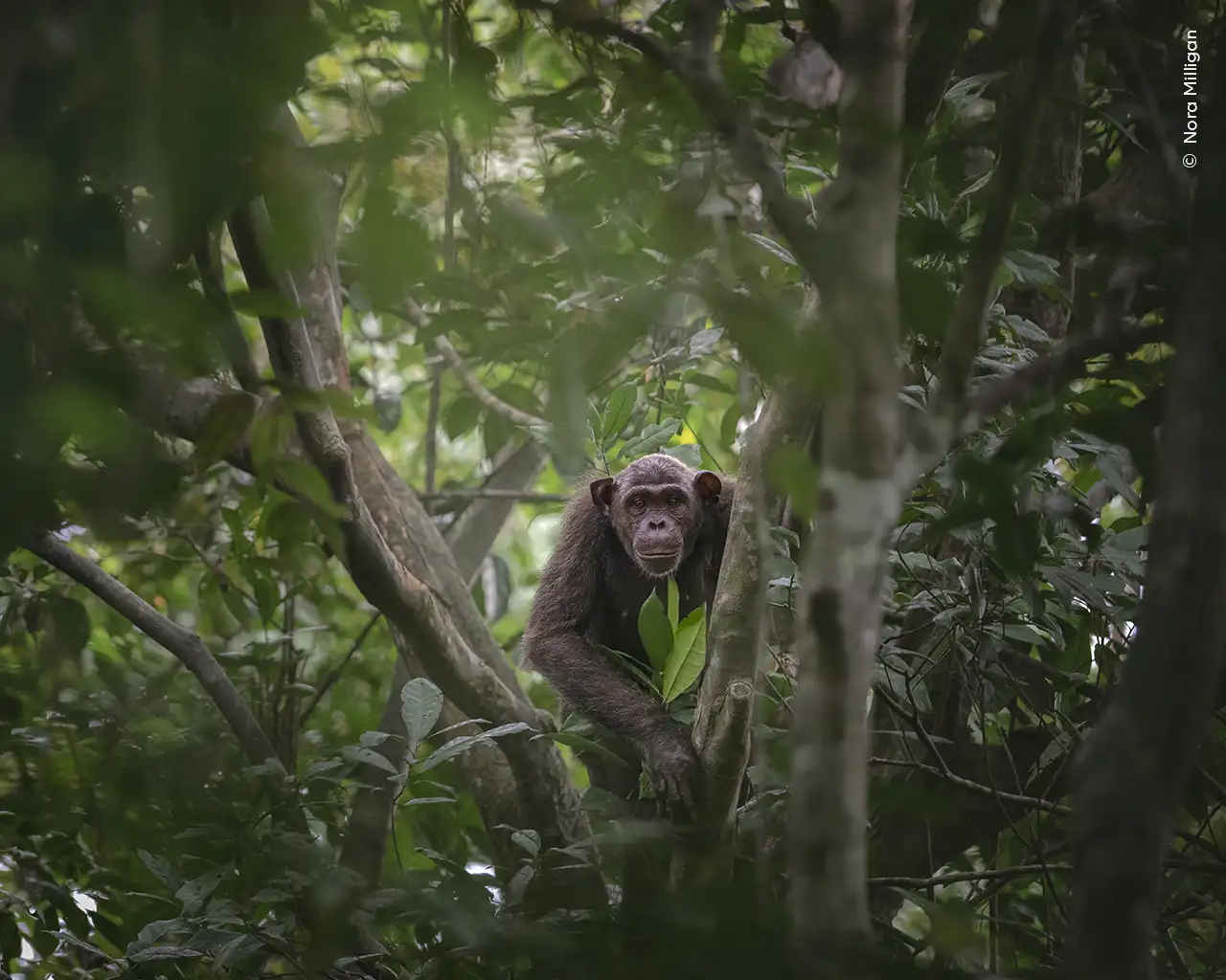 © Nora Milligan, Wildlife Photographer of the Year