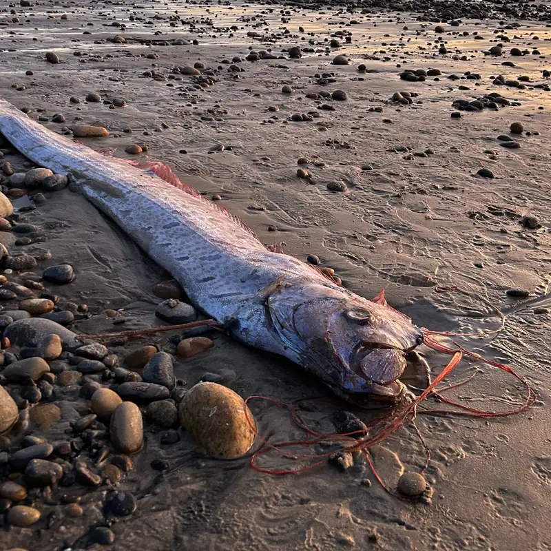 El misterioso 'pez del fin del mundo' reaparece en aguas de California