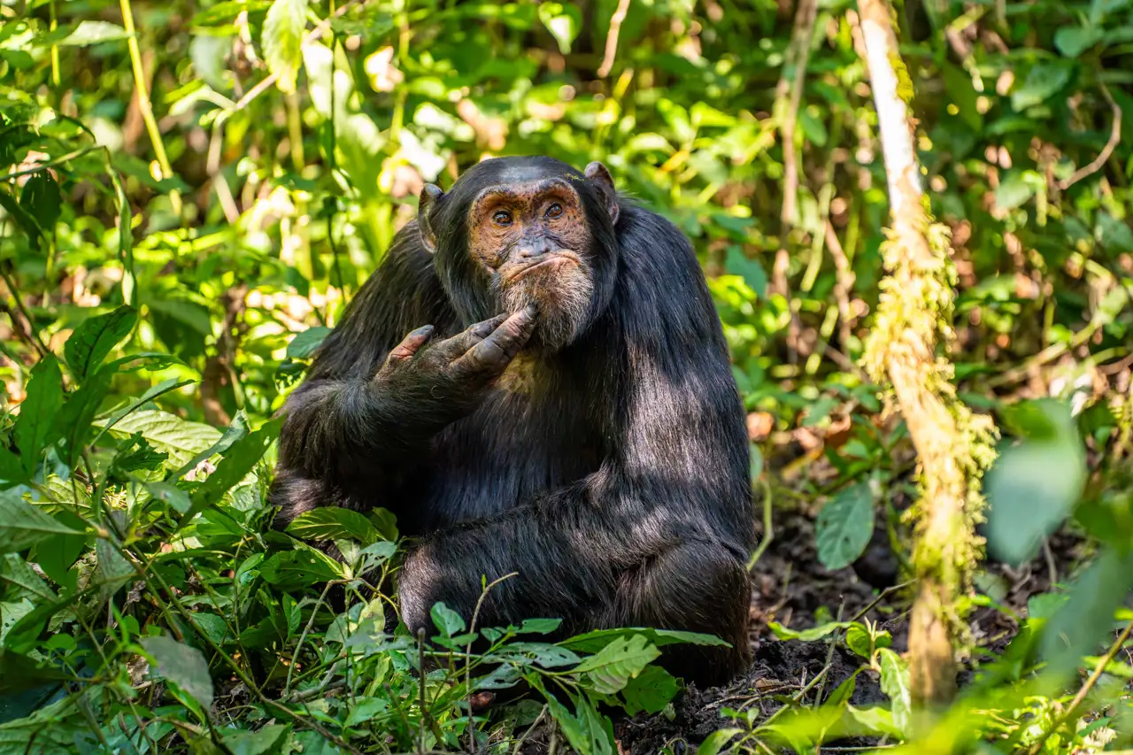 arvind-mohandas-the-contemplative-chimpanzee_09afd465_241128170342_1280x853.webp